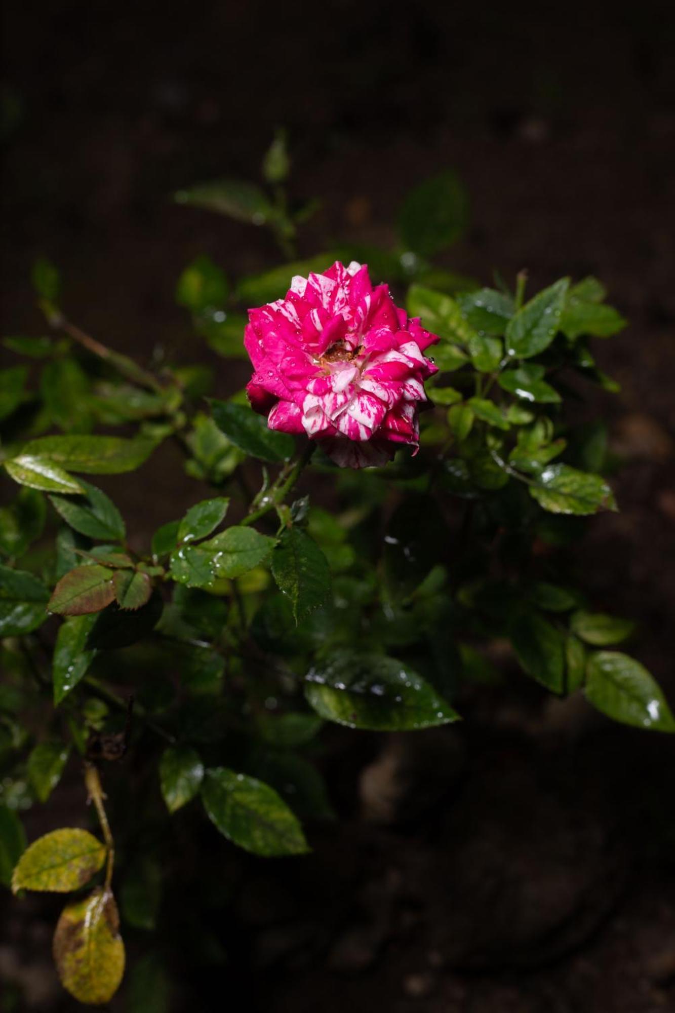 ホテル El Guayabal De ミンド エクステリア 写真